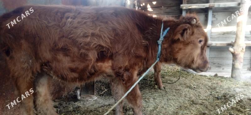 okuz - Чарджоу - img 2