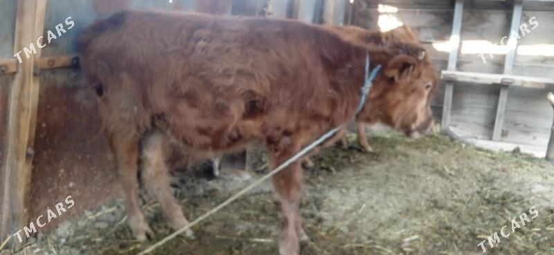 okuz - Чарджоу - img 4