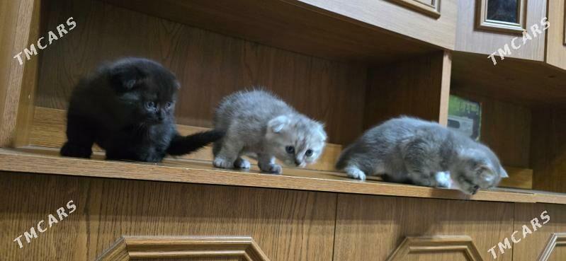 Котята шотландские - Ашхабад - img 5