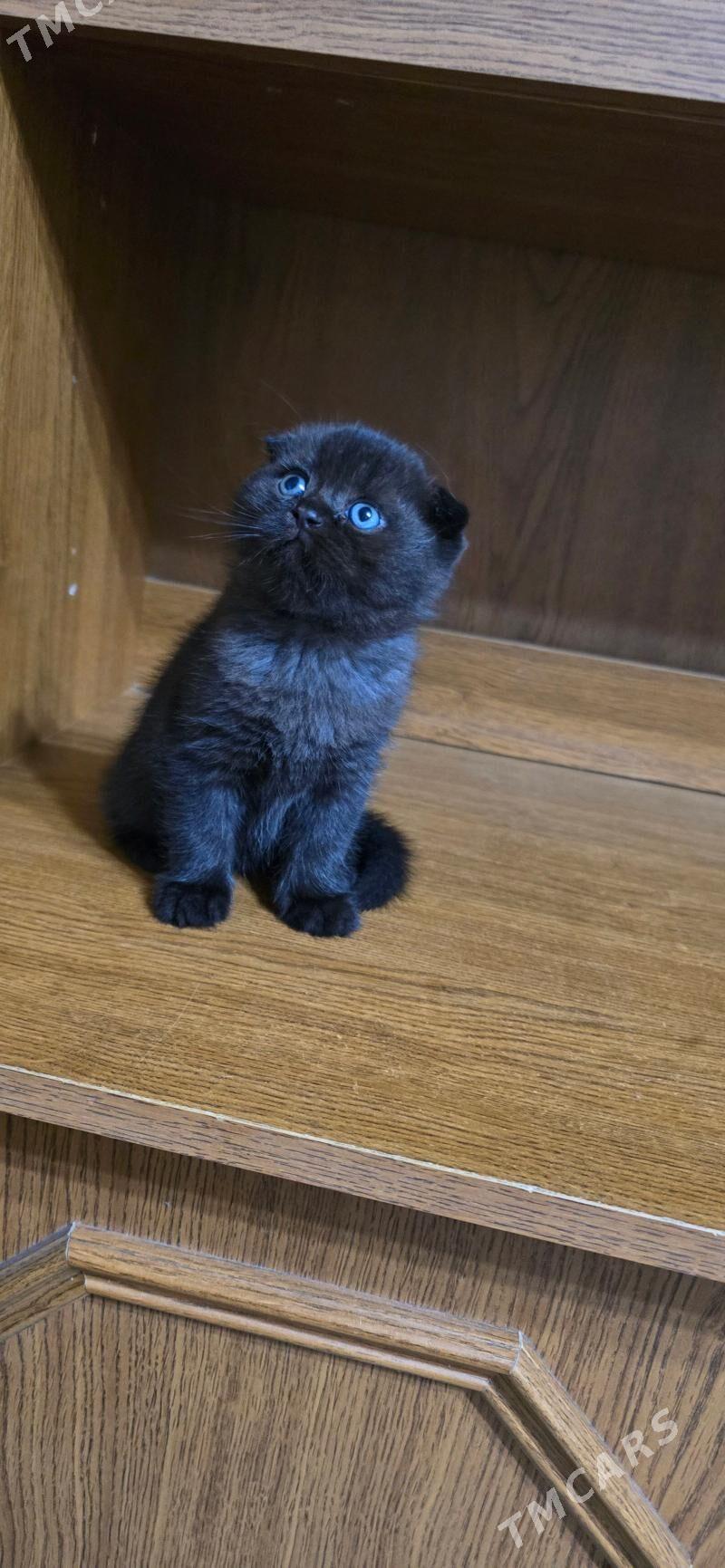 Котята шотландские - Ашхабад - img 8