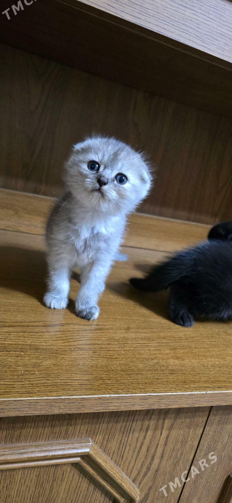 Котята шотландские - Ашхабад - img 4