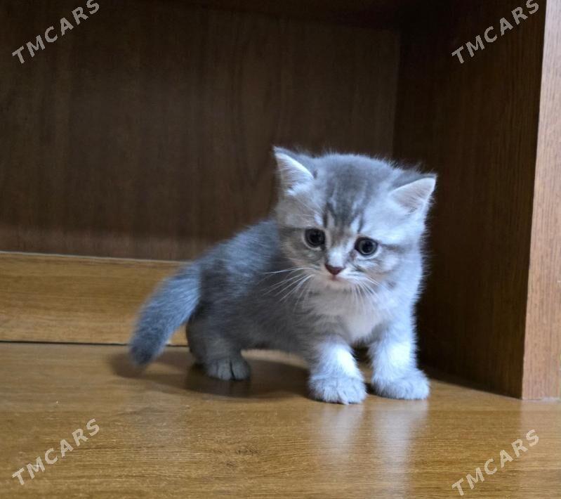 Котята шотландские - Ашхабад - img 3