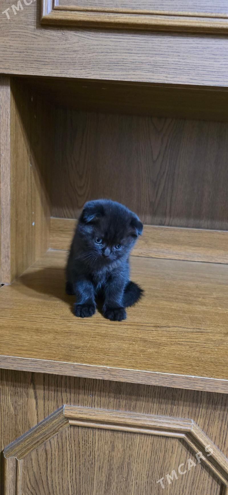 Котята шотландские - Ашхабад - img 7