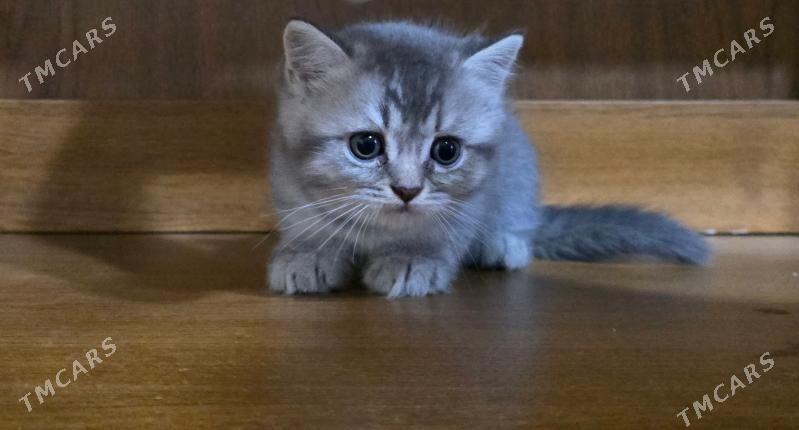 Котята шотландские - Ашхабад - img 2