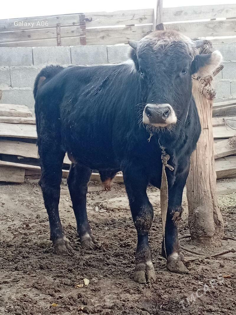 şiwes öküz - Бахарден - img 2