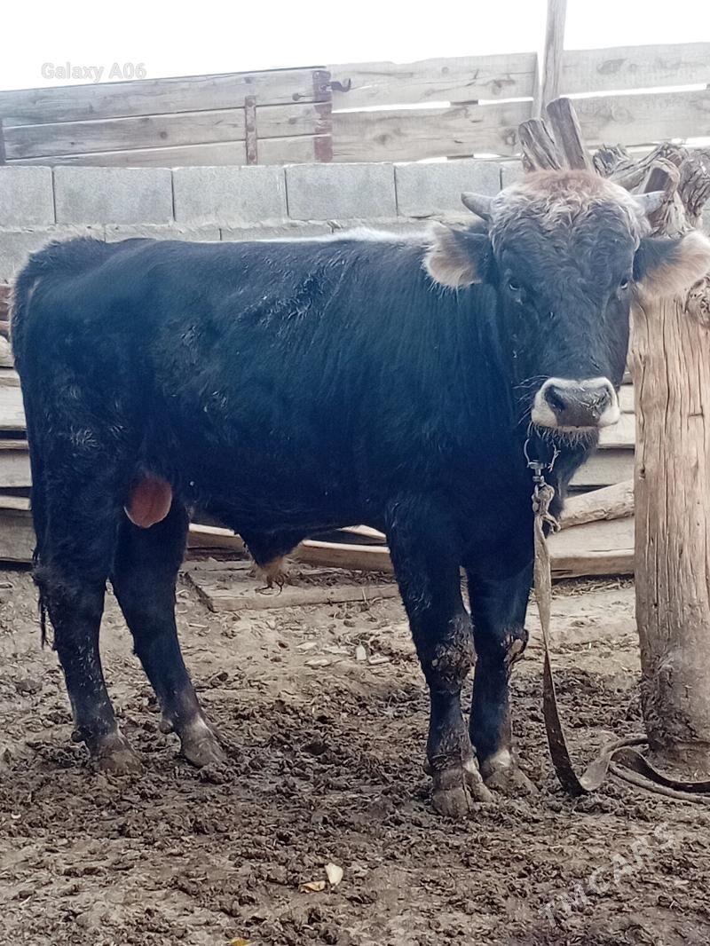 şiwes öküz - Бахарден - img 4