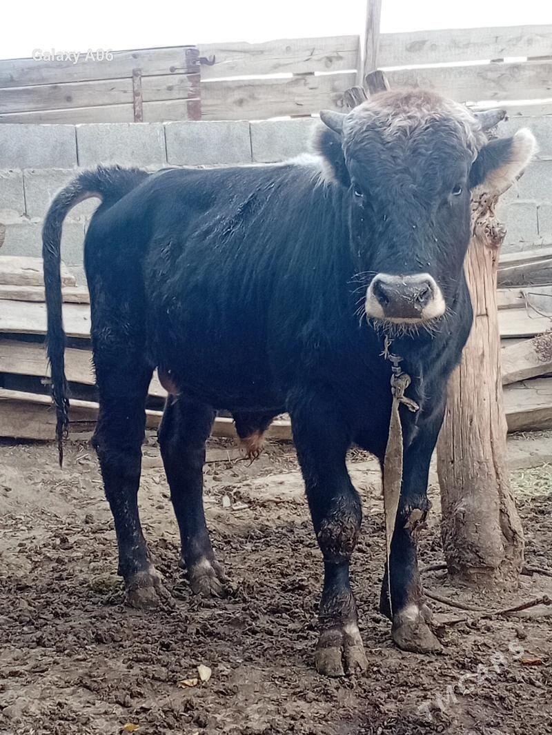 şiwes öküz - Бахарден - img 5