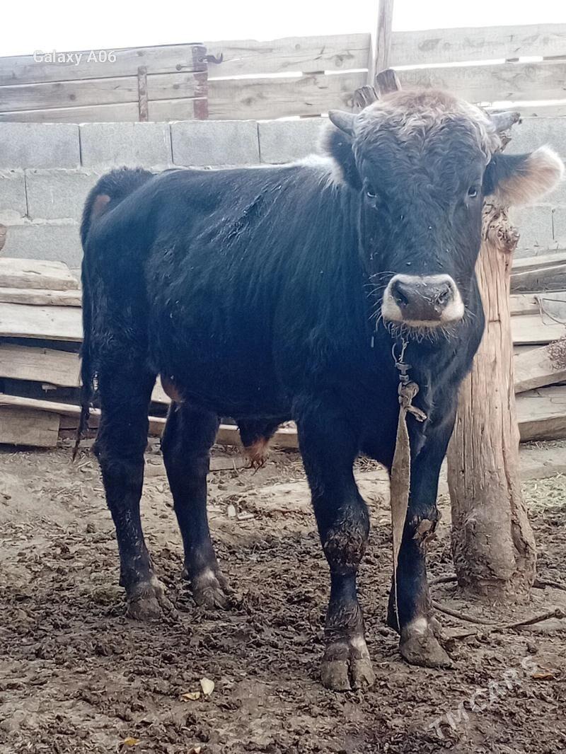 şiwes öküz - Бахарден - img 1