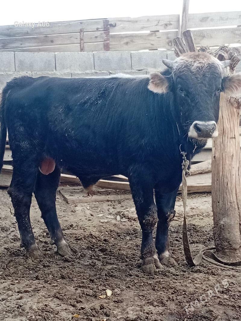 şiwes öküz - Бахарден - img 3