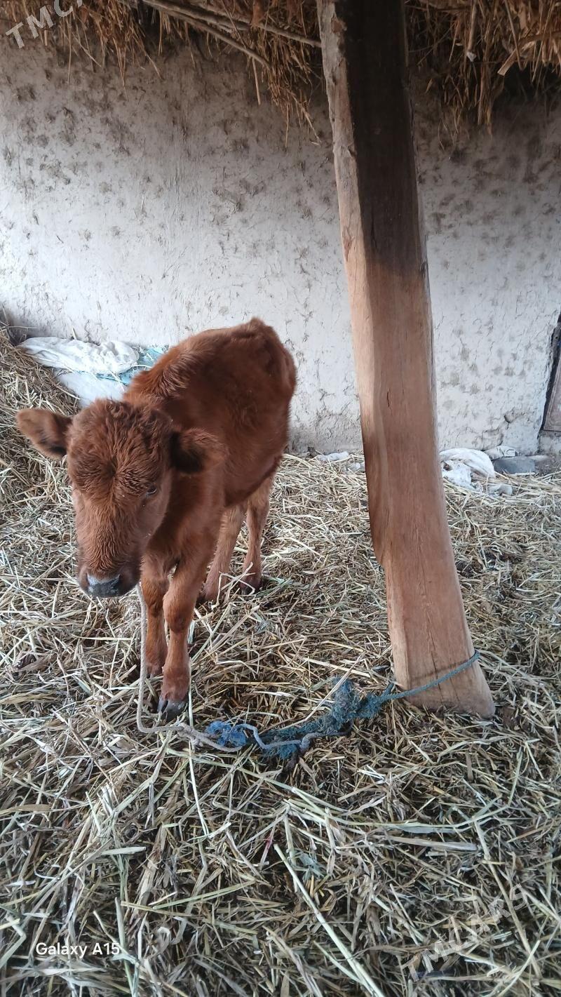 gaçarlar - Köneürgenç - img 3