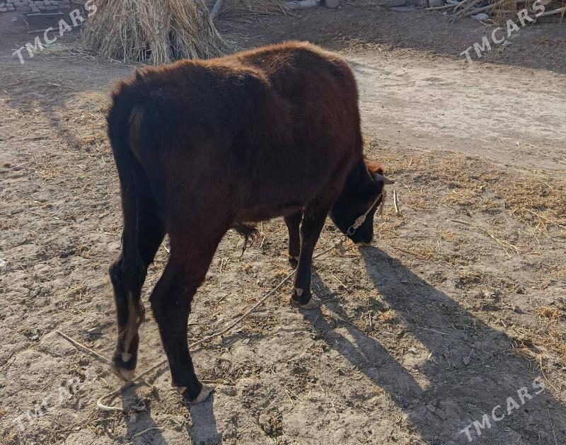 OKŨZ - Гороглы (Тагта) - img 2