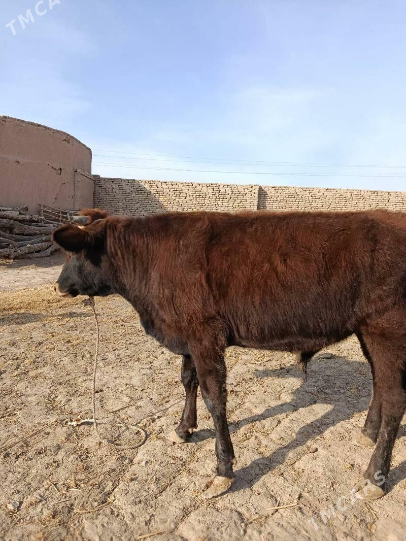 OKŨZ - Гороглы (Тагта) - img 5