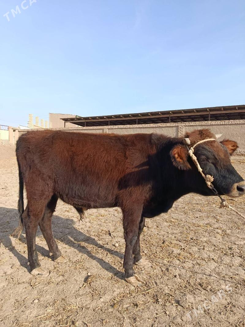 OKŨZ - Гороглы (Тагта) - img 4