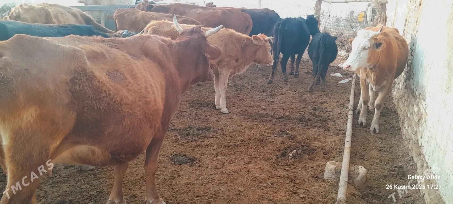 satlyk tohumlyk bet sygyrlar - Теджен - img 7