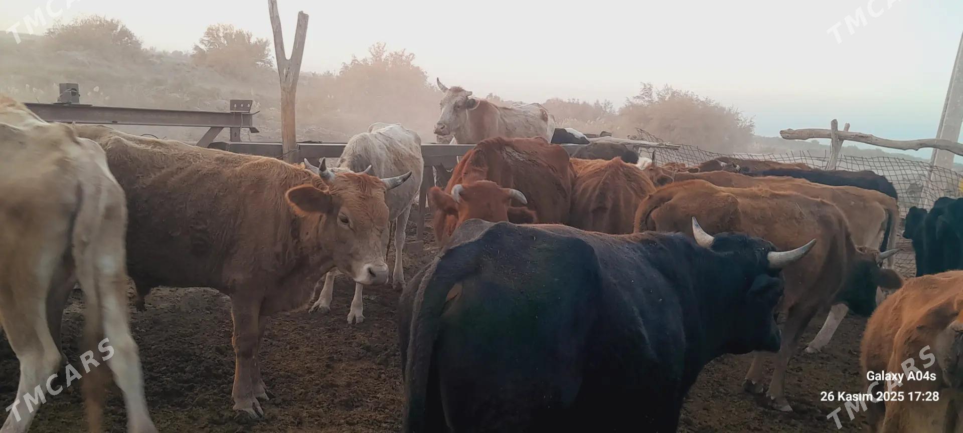 satlyk tohumlyk bet sygyrlar - Теджен - img 5