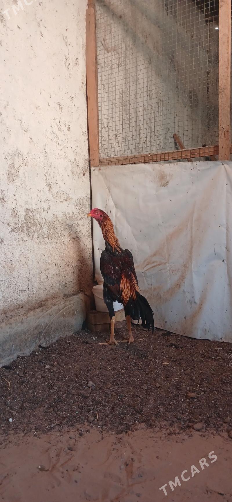 HOROZ - Чоганлы - img 3