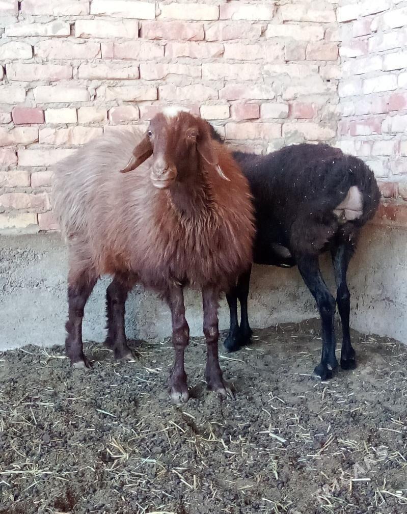Gissar Goýunlar Semiz Bakyda - Гёкдепе - img 2