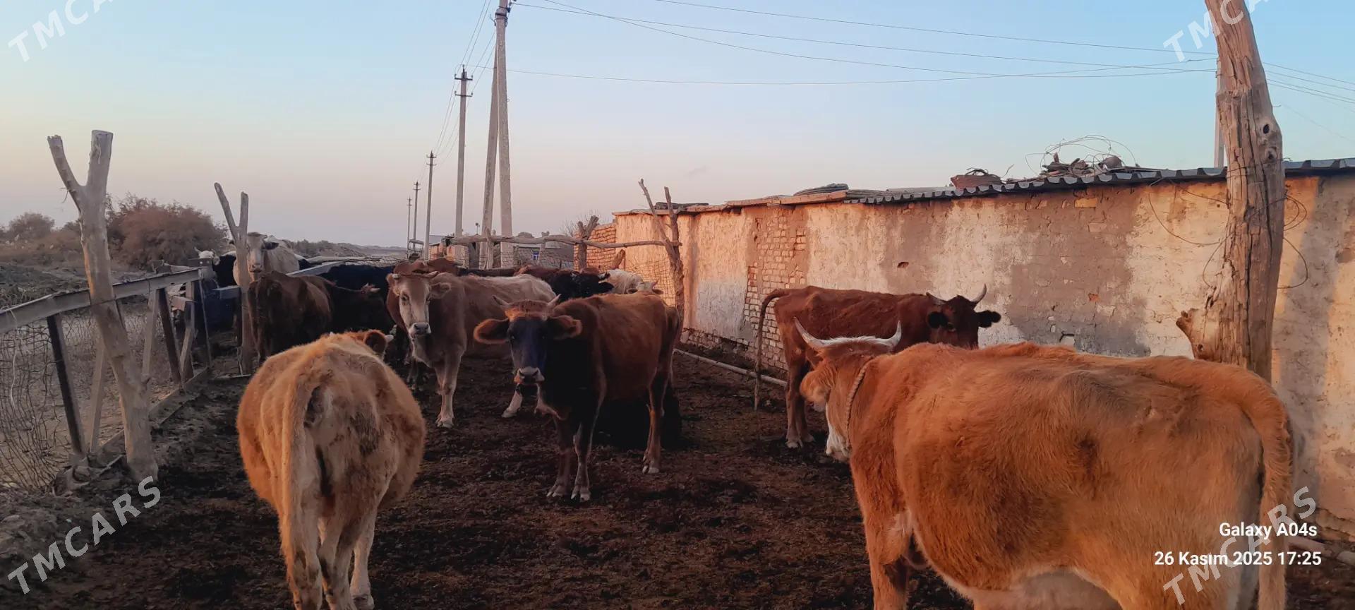 satlyk tohumlyk bet sygyrlar - Теджен - img 4