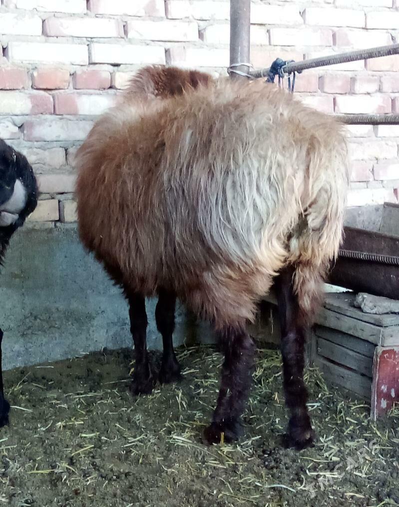 Gissar Goýunlar Semiz Bakyda - Гёкдепе - img 5
