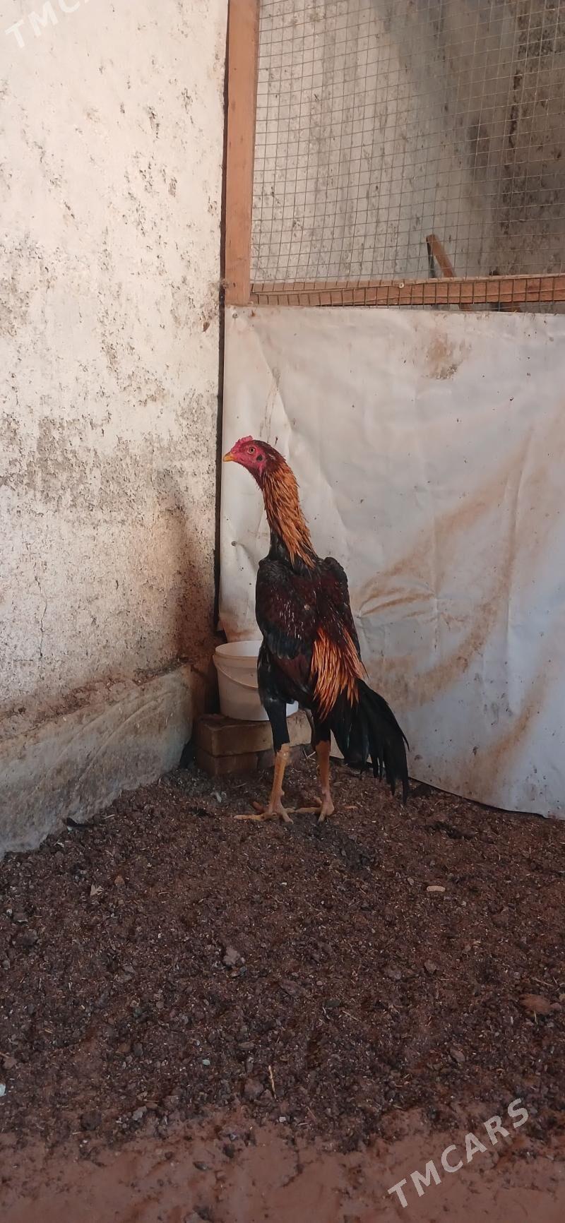 HOROZ - Чоганлы - img 2