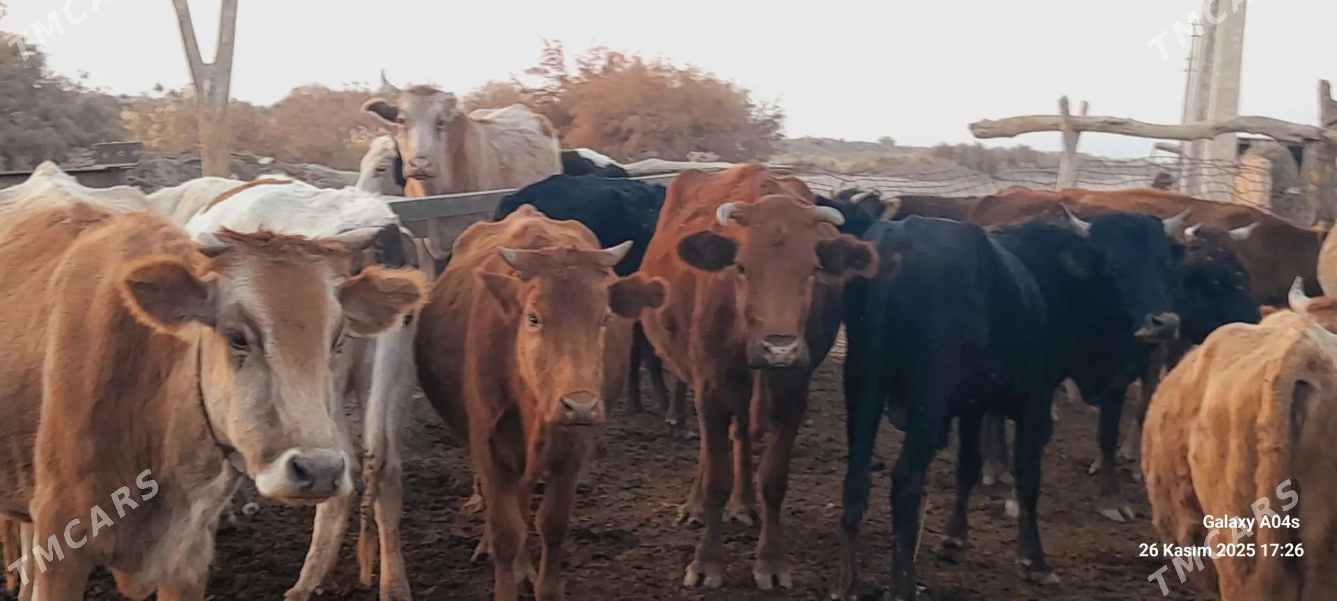 satlyk tohumlyk bet sygyrlar - Теджен - img 8