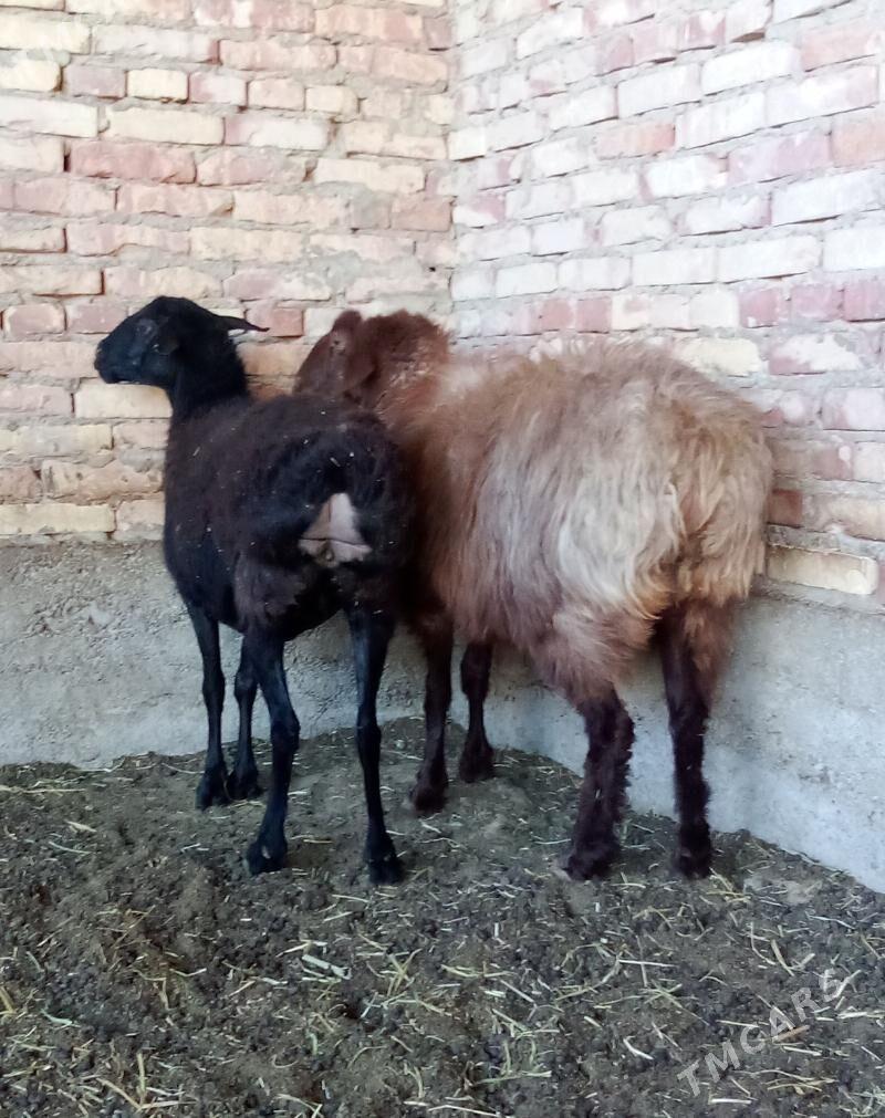 Gissar Goýunlar Semiz Bakyda - Гёкдепе - img 10