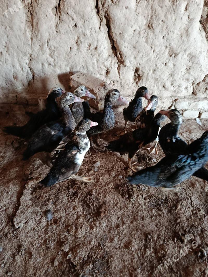 INDUSHKA JUÝJE - Гороглы (Тагта) - img 1