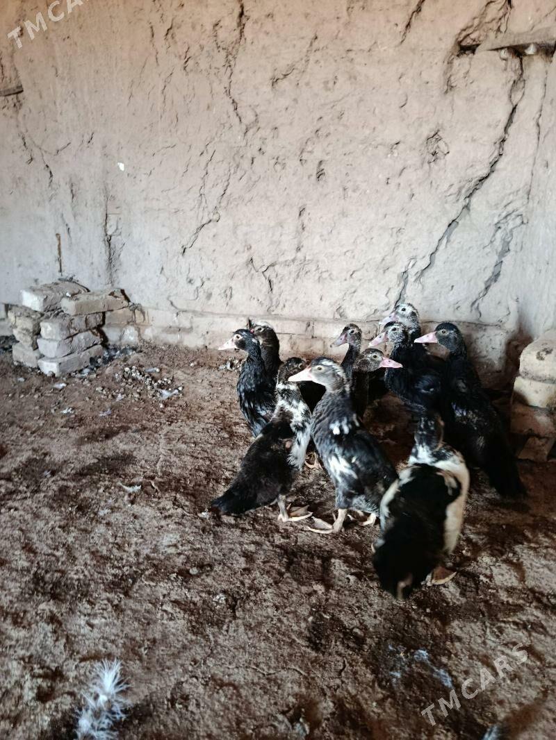 INDUSHKA JUÝJE - Гороглы (Тагта) - img 2