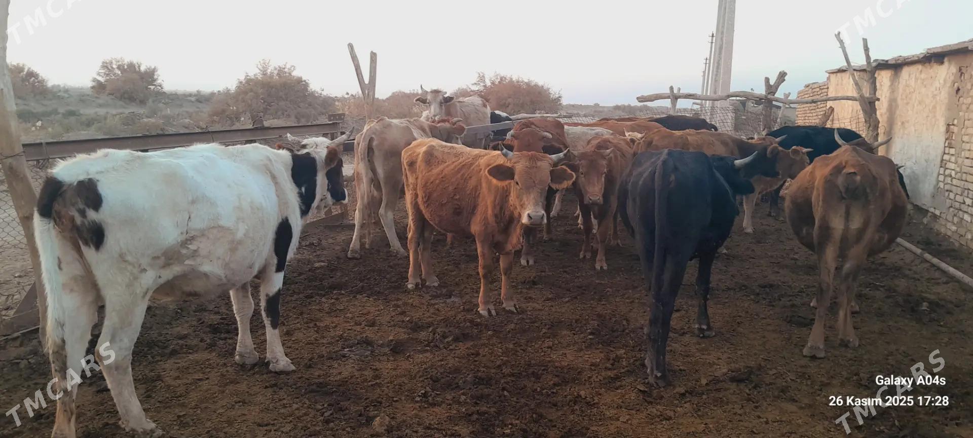 mal bakmana copan gerek - Теджен - img 1