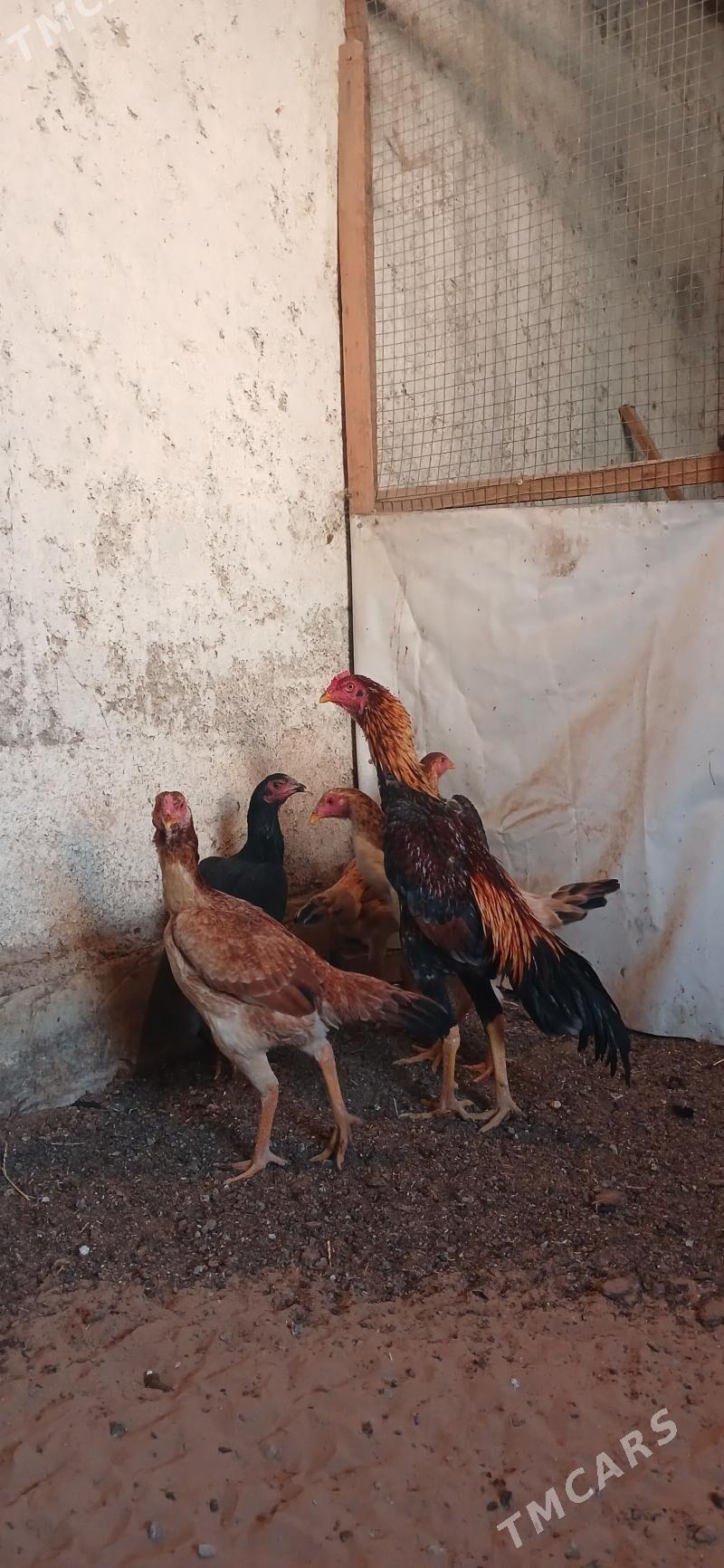 Towuk - Чоганлы - img 2