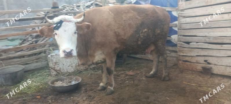 сыгыр - Ак-Бугдайский этрап - img 2