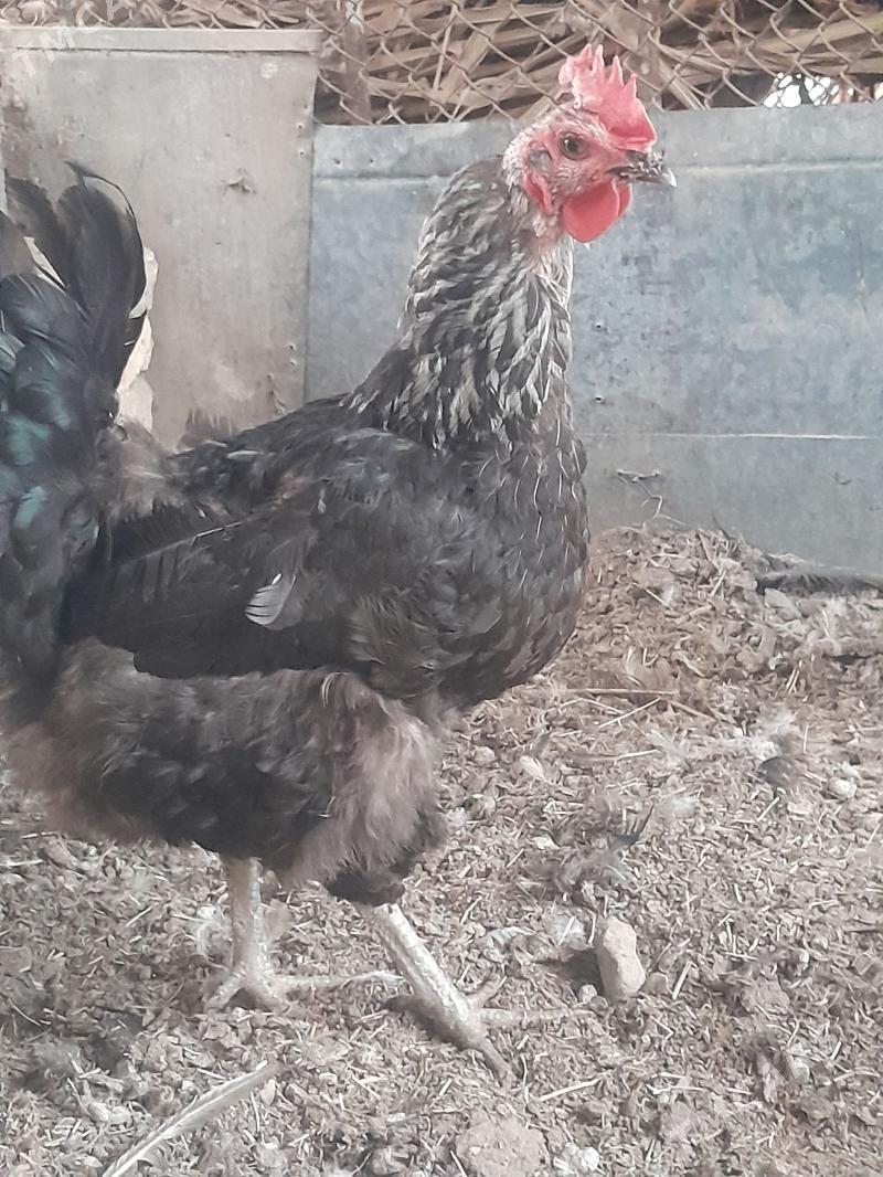 Gigant towuk - Sakarçäge - img 9