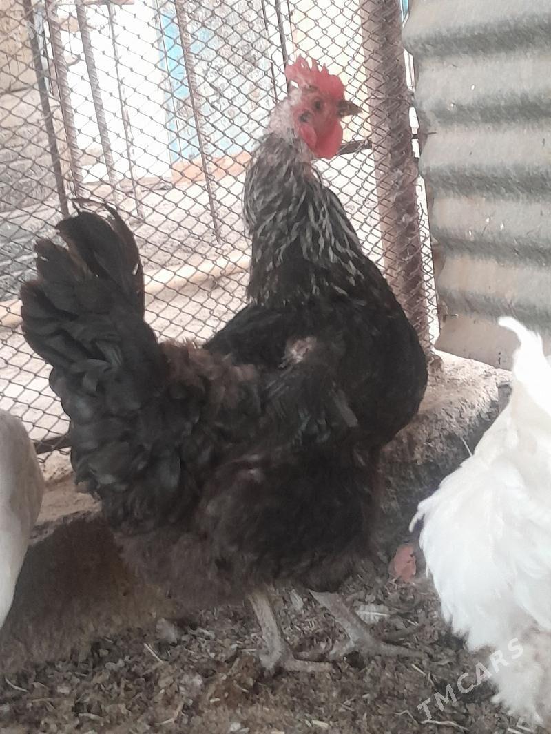 Gigant towuk - Sakarçäge - img 7