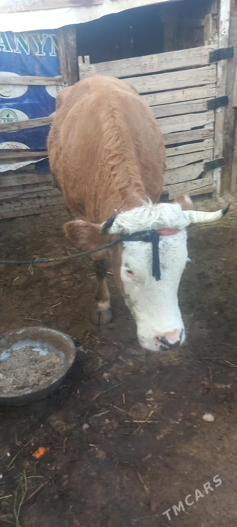 сыгыр - Ак-Бугдайский этрап - img 3