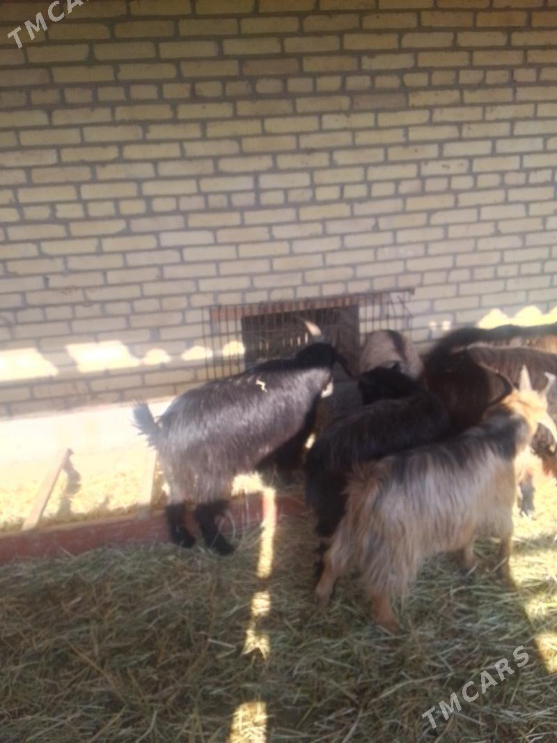 semiz gechiler - Sakar - img 2