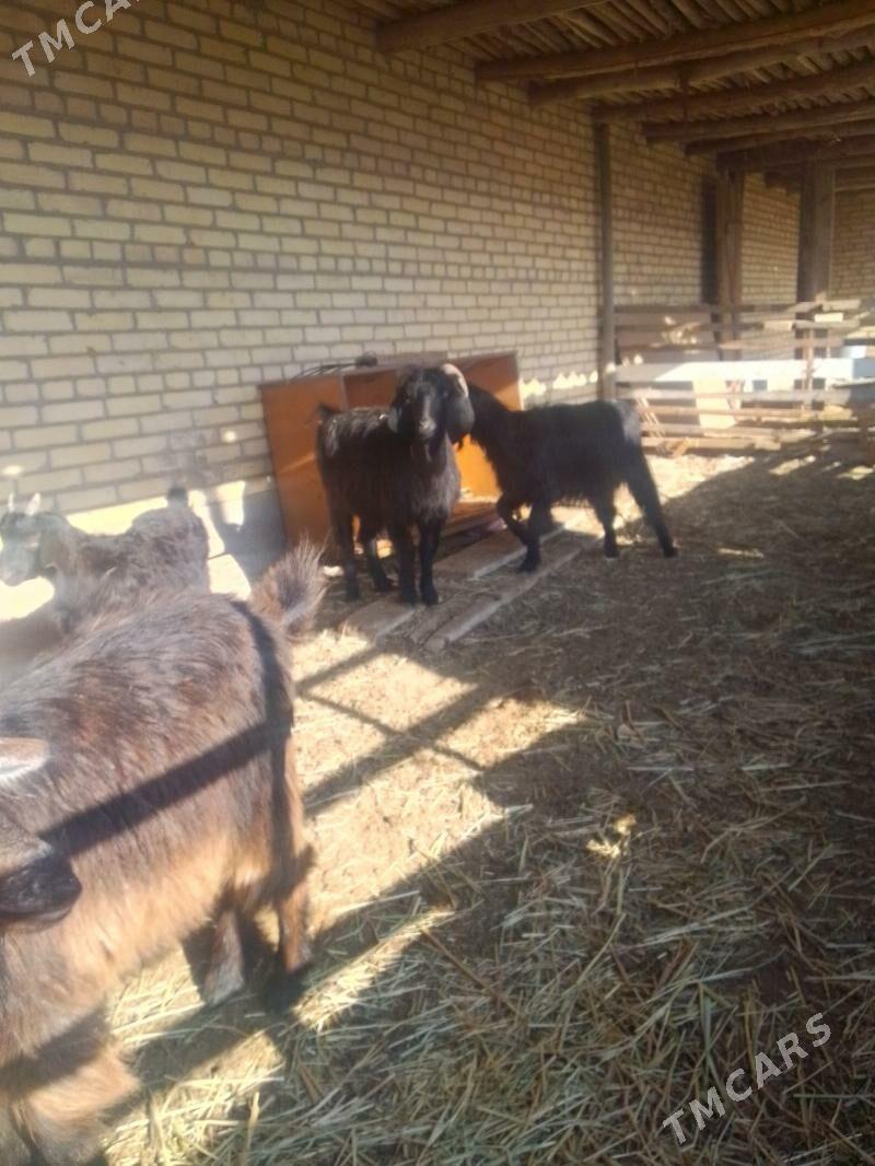 semiz gechiler - Sakar - img 4