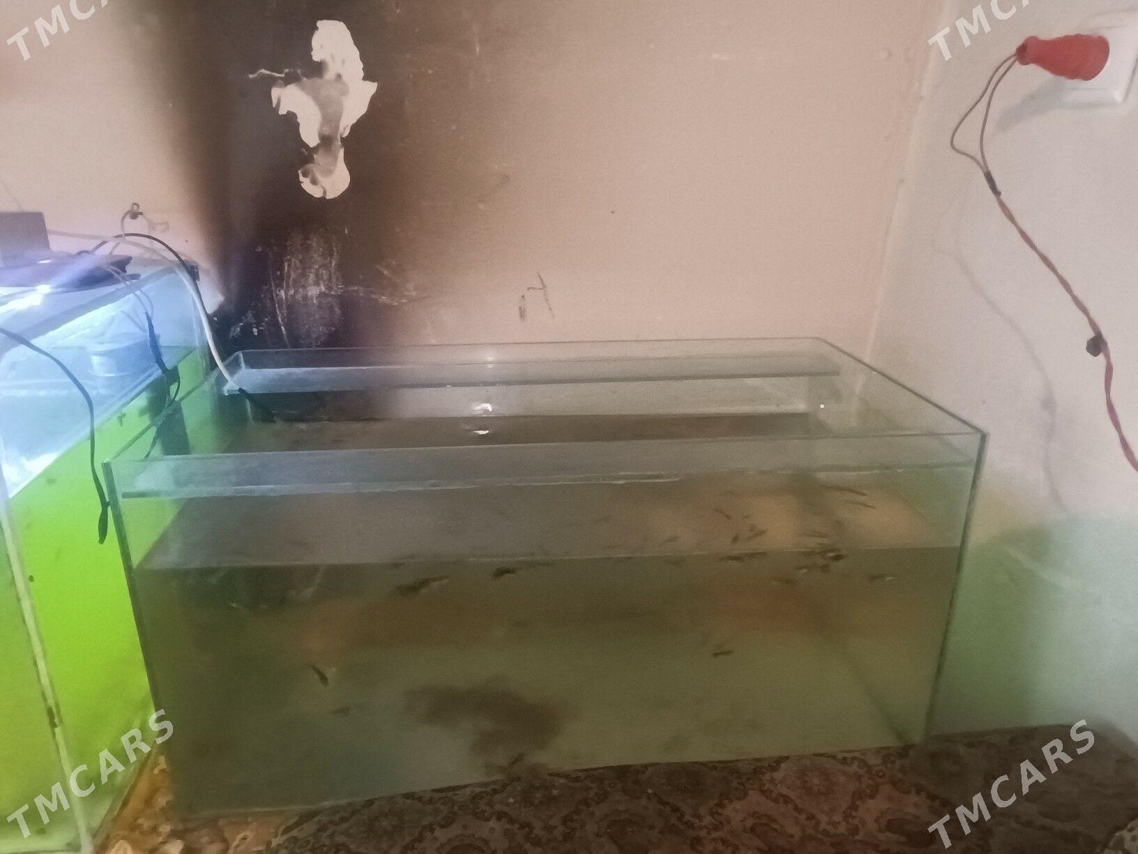 akwarim - Чарджоу - img 2