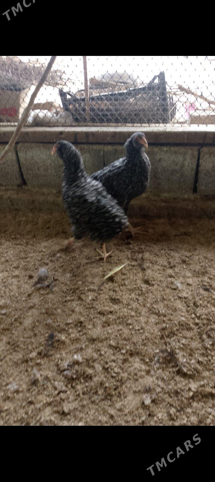 arakuwana maki - Багир - img 4