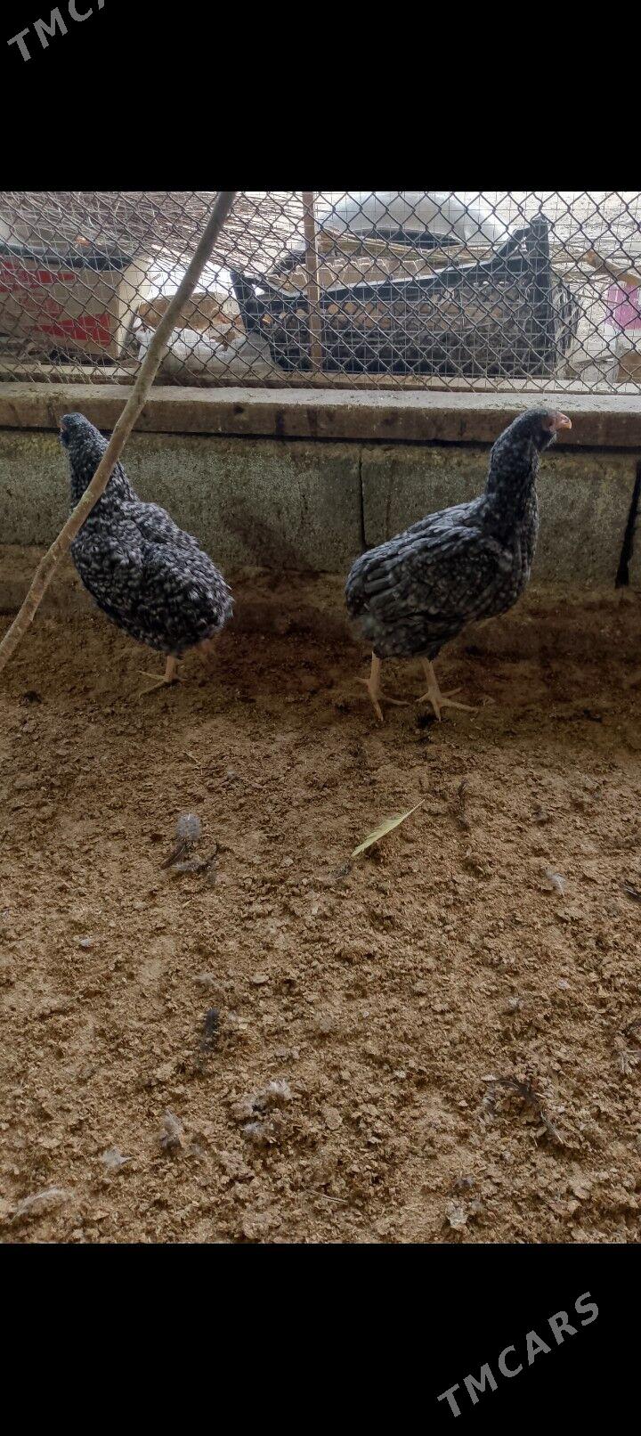 arakuwana maki - Багир - img 5