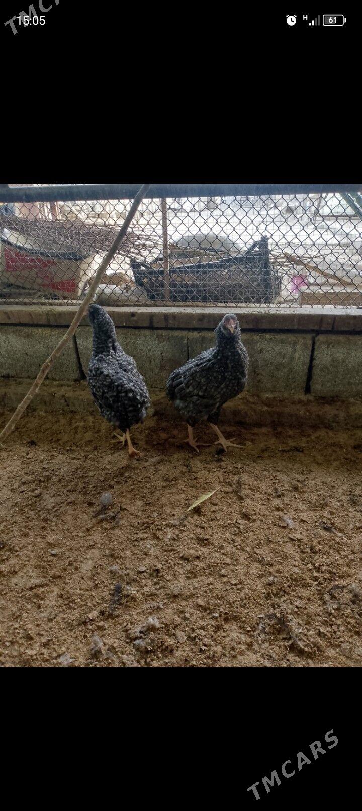 arakuwana maki - Багир - img 8