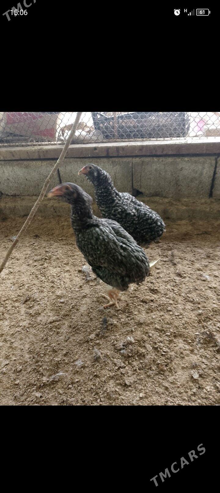 arakuwana maki - Багир - img 7