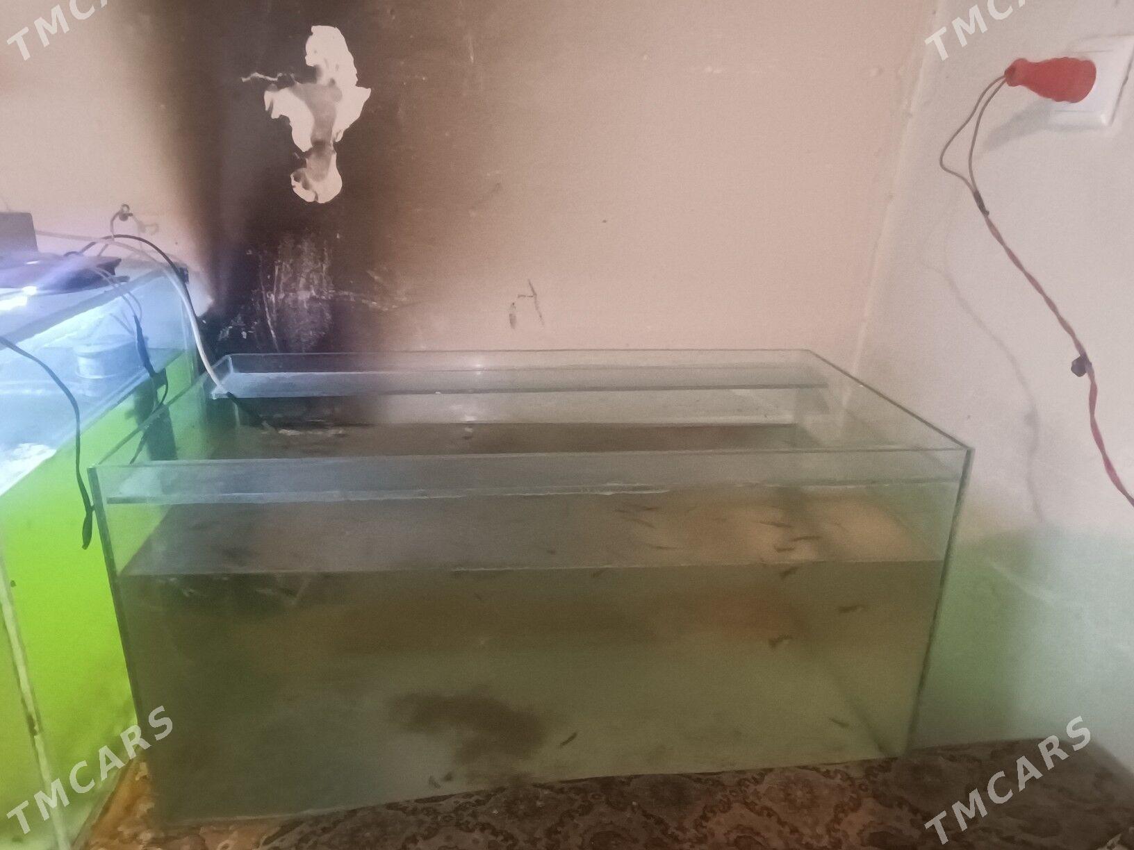 akwarim - Чарджоу - img 3