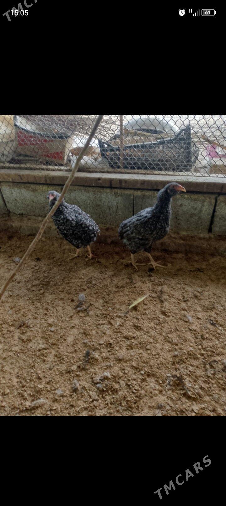 arakuwana maki - Багир - img 6