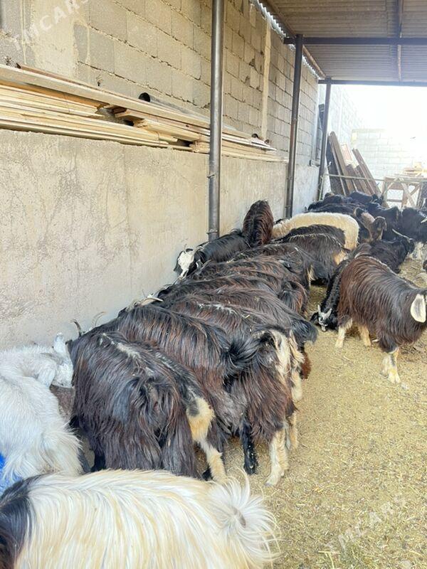 Geçi çeviş - Aşgabat - img 5