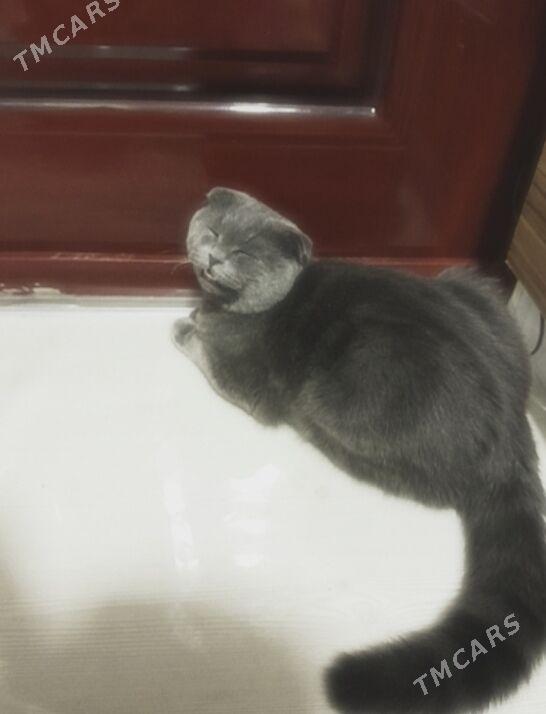 потерялся кот! - Туркменабат - img 5