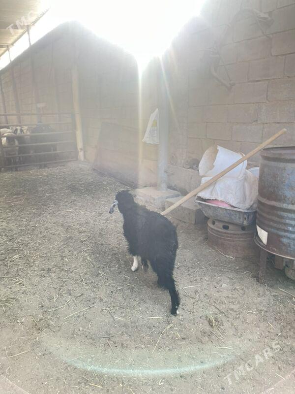 Geçi çeviş - Aşgabat - img 6