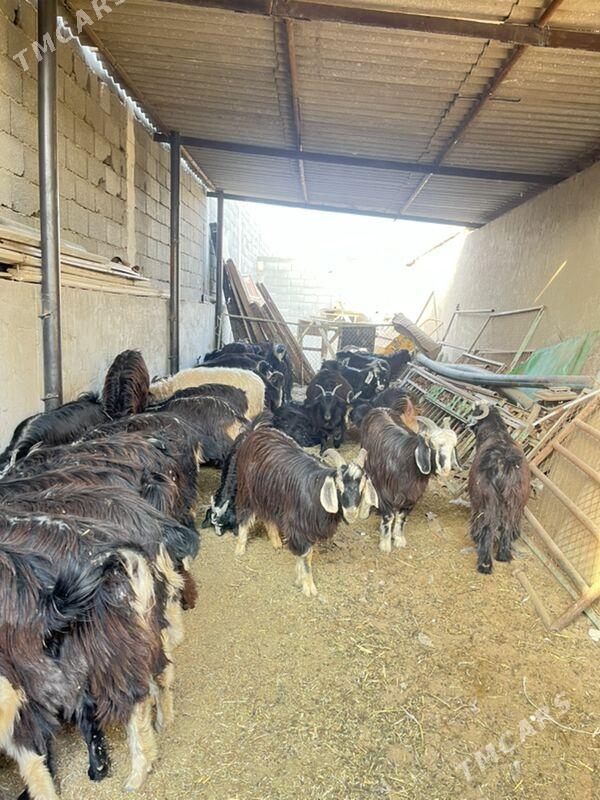 Geçi çeviş - Aşgabat - img 4