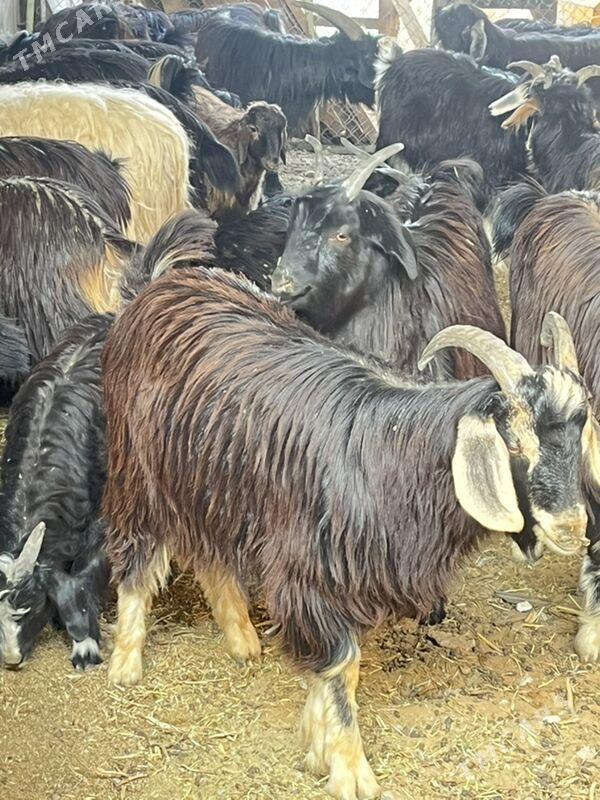 Geçi çeviş - Aşgabat - img 3