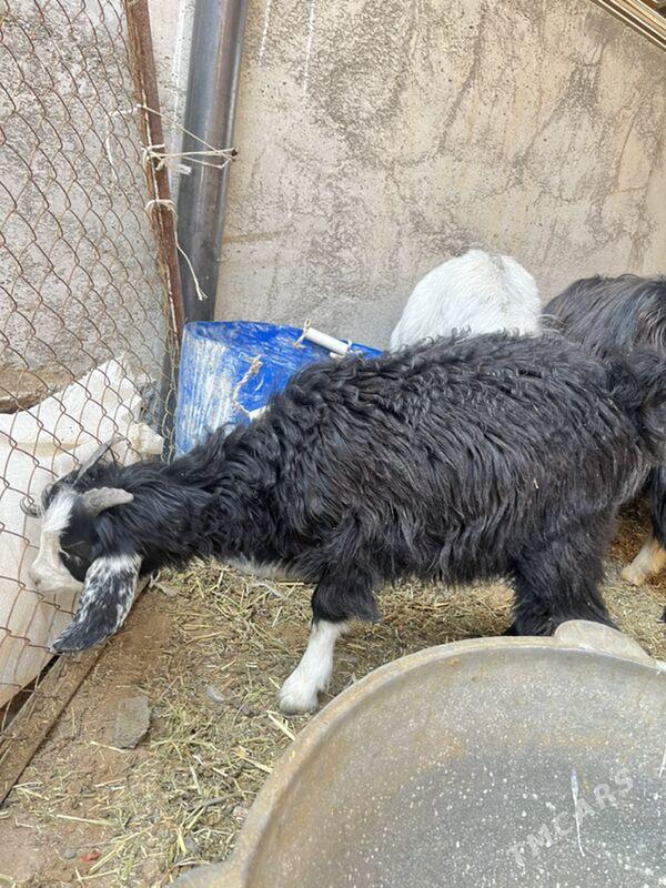 Geçi çeviş - Aşgabat - img 8