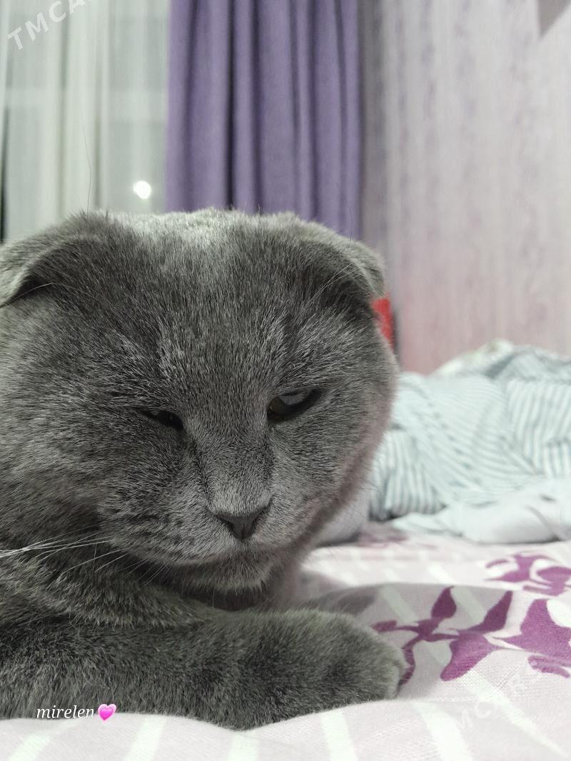 потерялся кот! - Туркменабат - img 4